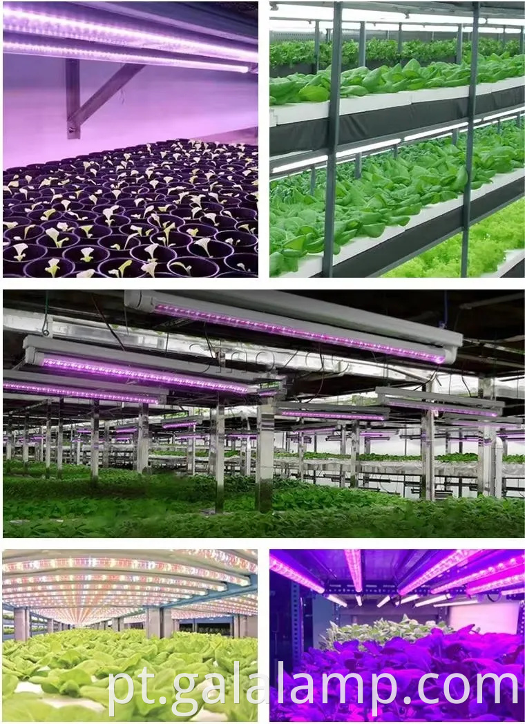 Cultive mudas, suplemento luz para crescimento, luz de planta T5 de espectro completo